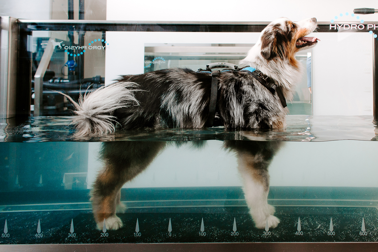 slika psa na hidroterapiji